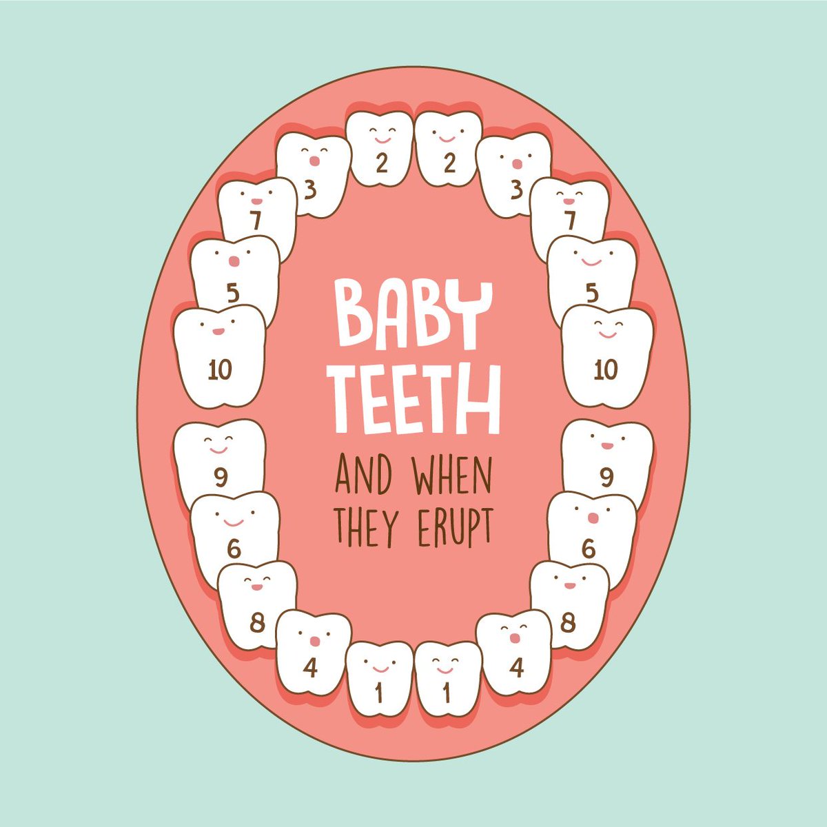 baby teeth chart